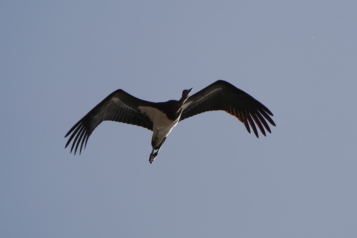 Black Stork - ML609387096