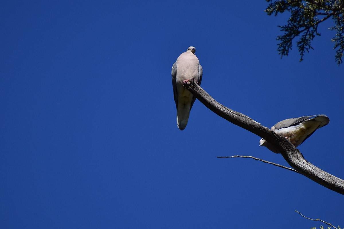 Eared Dove - ML609387109