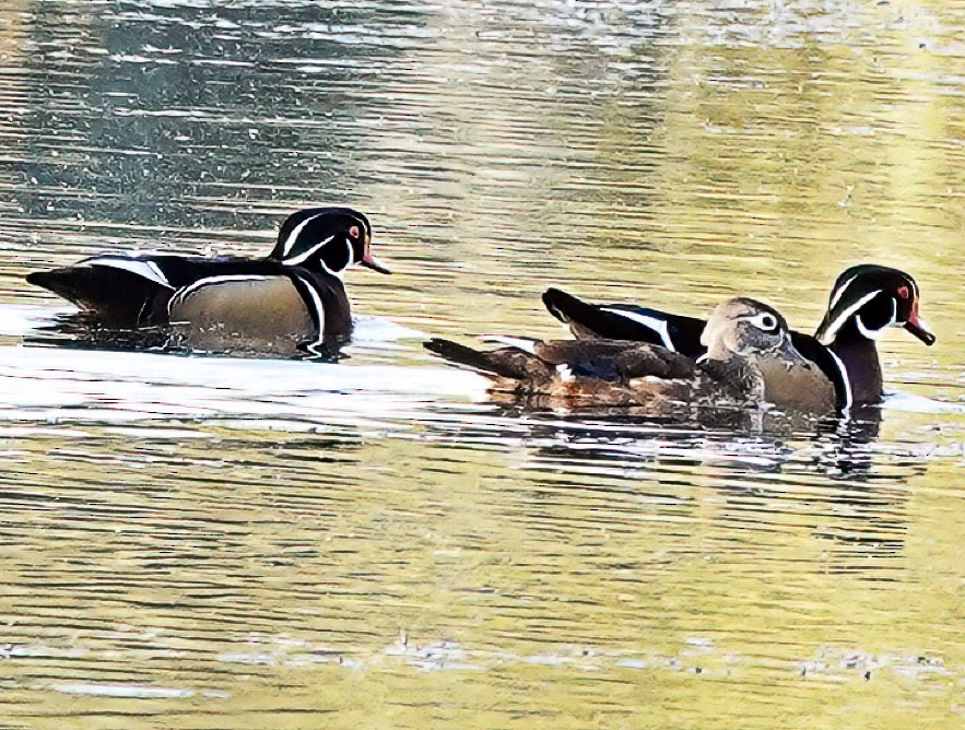 Wood Duck - ML609387203