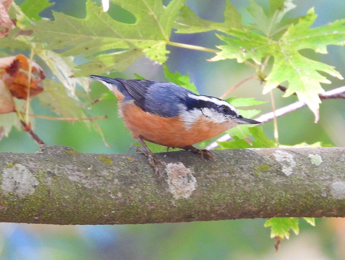 Red-breasted Nuthatch - ML609387590