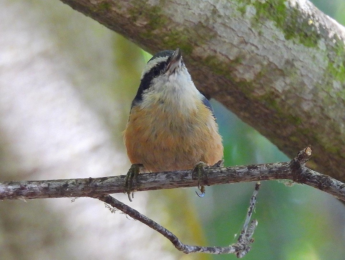 Red-breasted Nuthatch - ML609387591