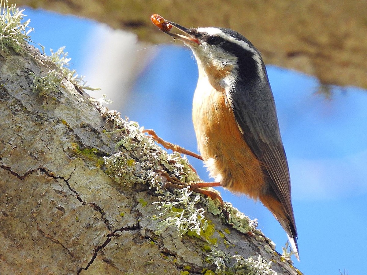 Red-breasted Nuthatch - ML609387592