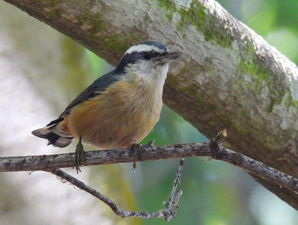 Red-breasted Nuthatch - ML609387593