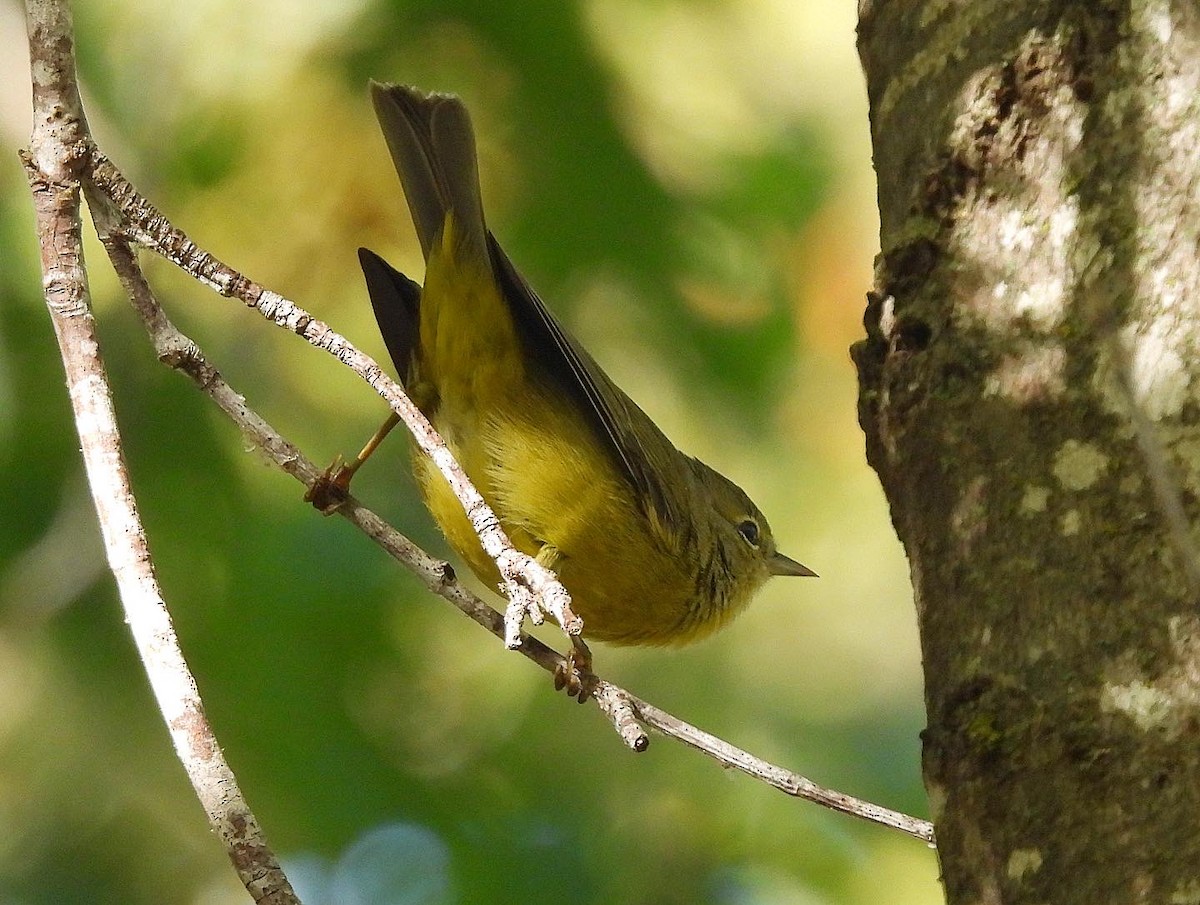 Orange-crowned Warbler - ML609387600