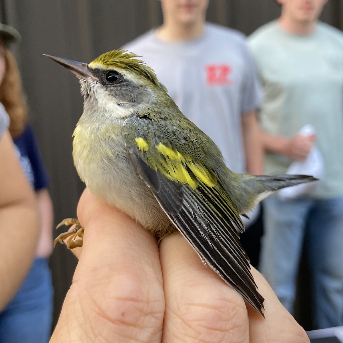 Golden-winged Warbler - ML609387620