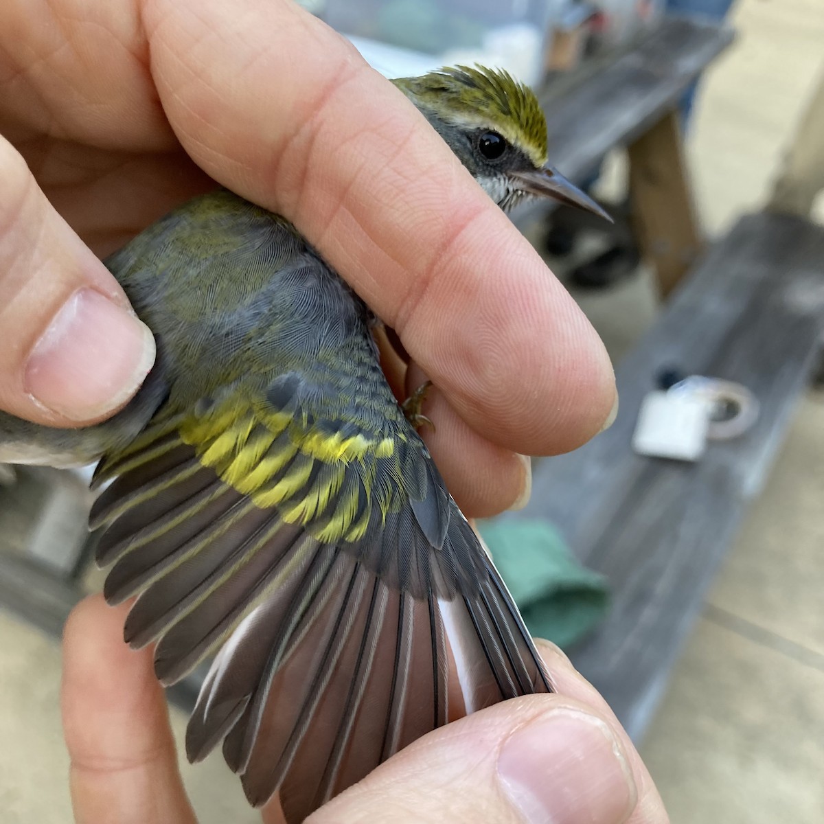 Golden-winged Warbler - ML609387621