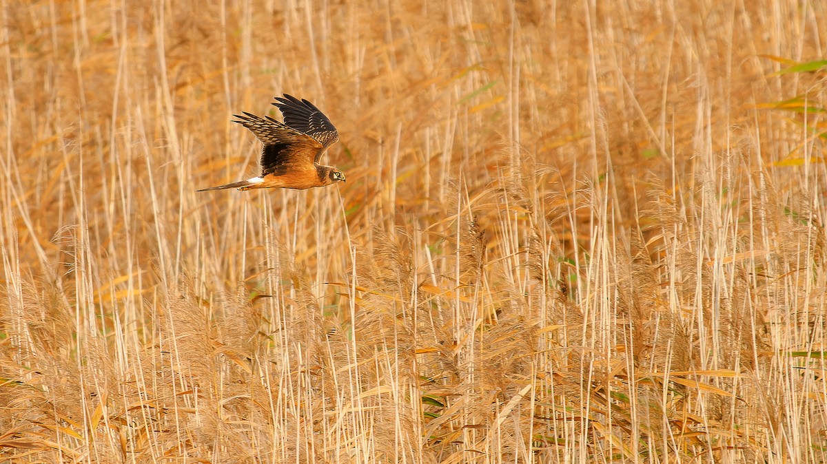 Pallid Harrier - Matti Rekilä