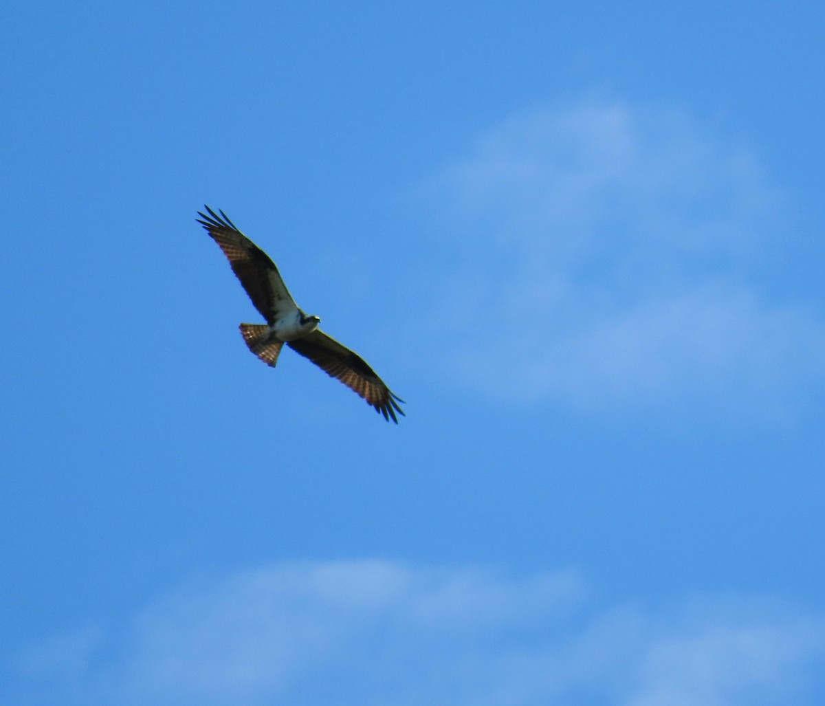 Águila Pescadora - ML609387717