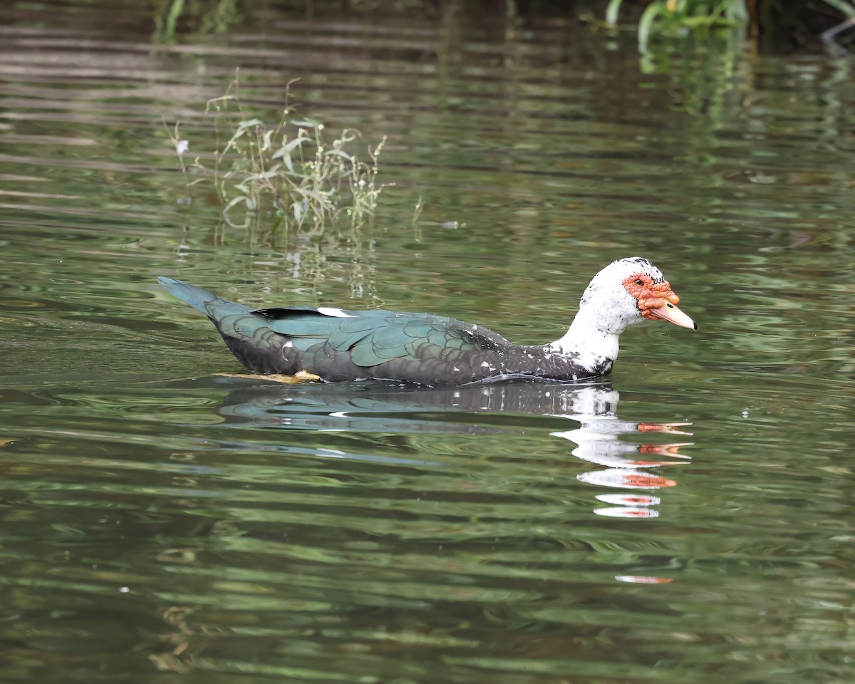 Muscovy Duck (Domestic type) - ML609387766