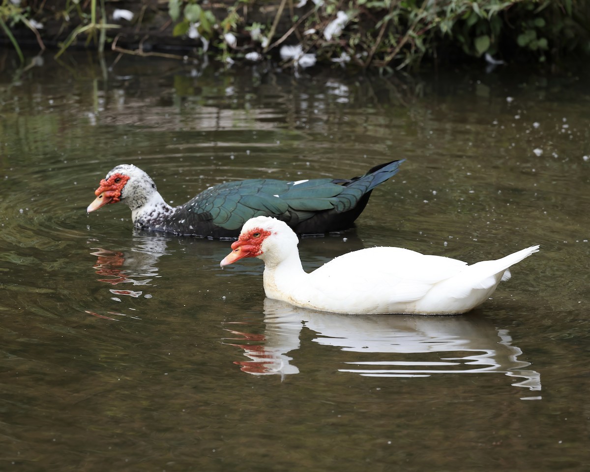 Muscovy Duck (Domestic type) - ML609387768