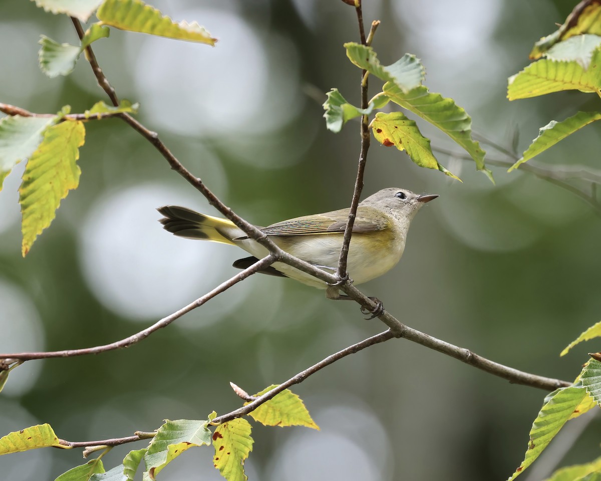 American Redstart - ML609387816