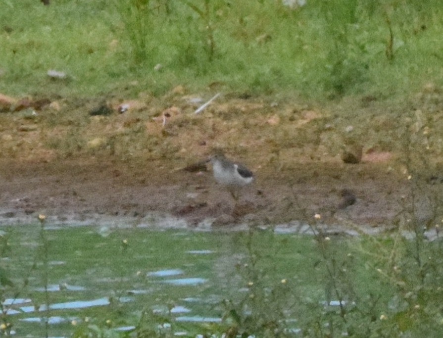 Spotted Sandpiper - ML609387949