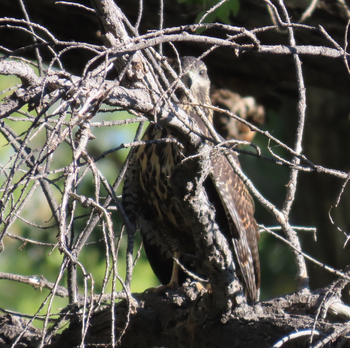 Common Black Hawk - ML609388173