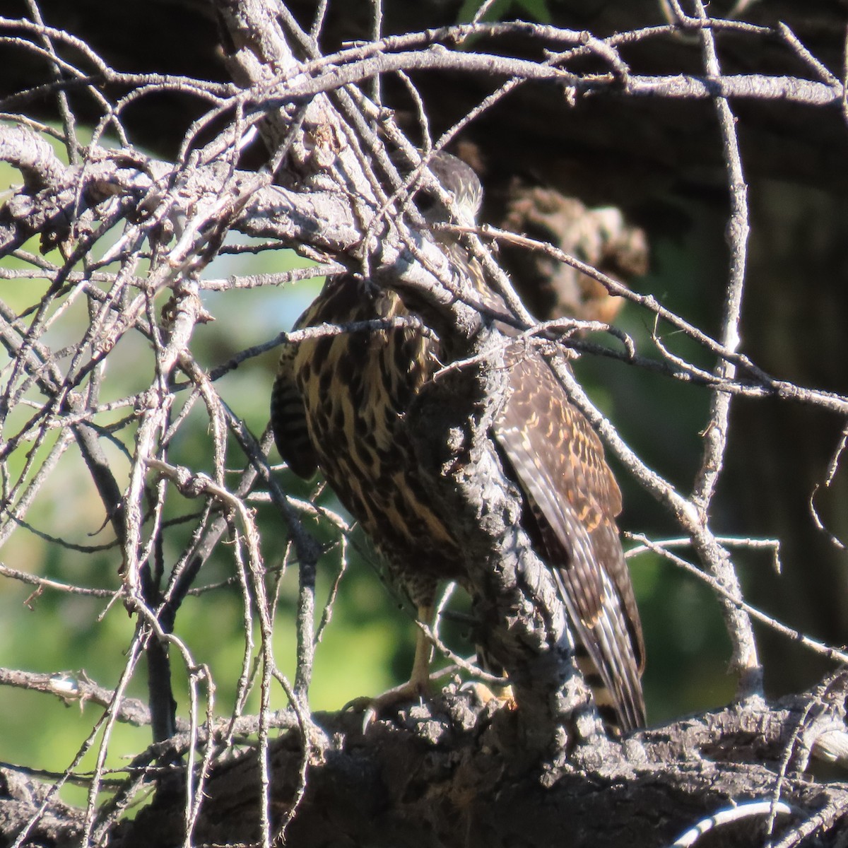 Common Black Hawk - ML609388186