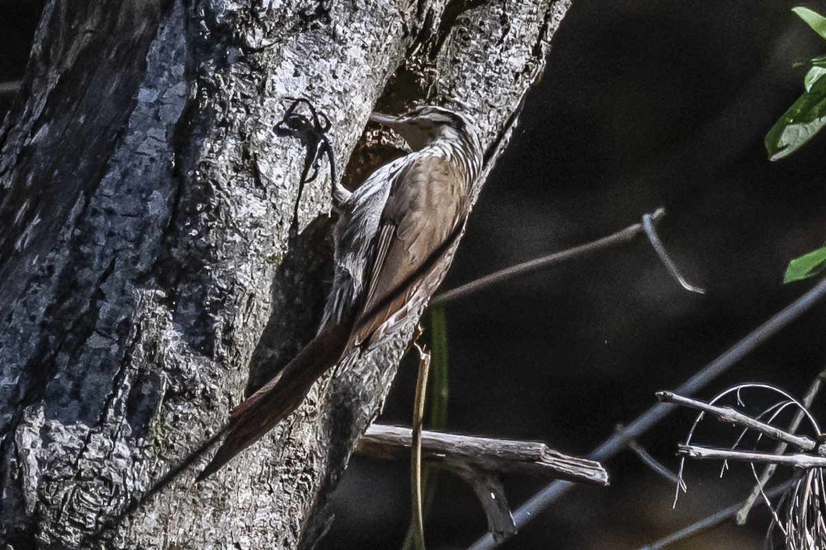 Narrow-billed Woodcreeper - Amed Hernández