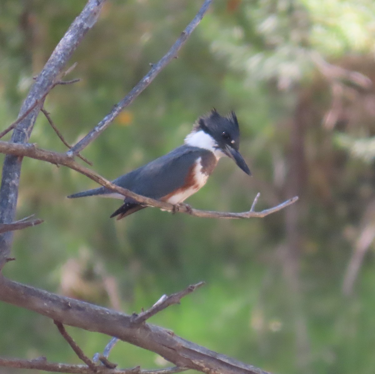 Belted Kingfisher - ML609388266