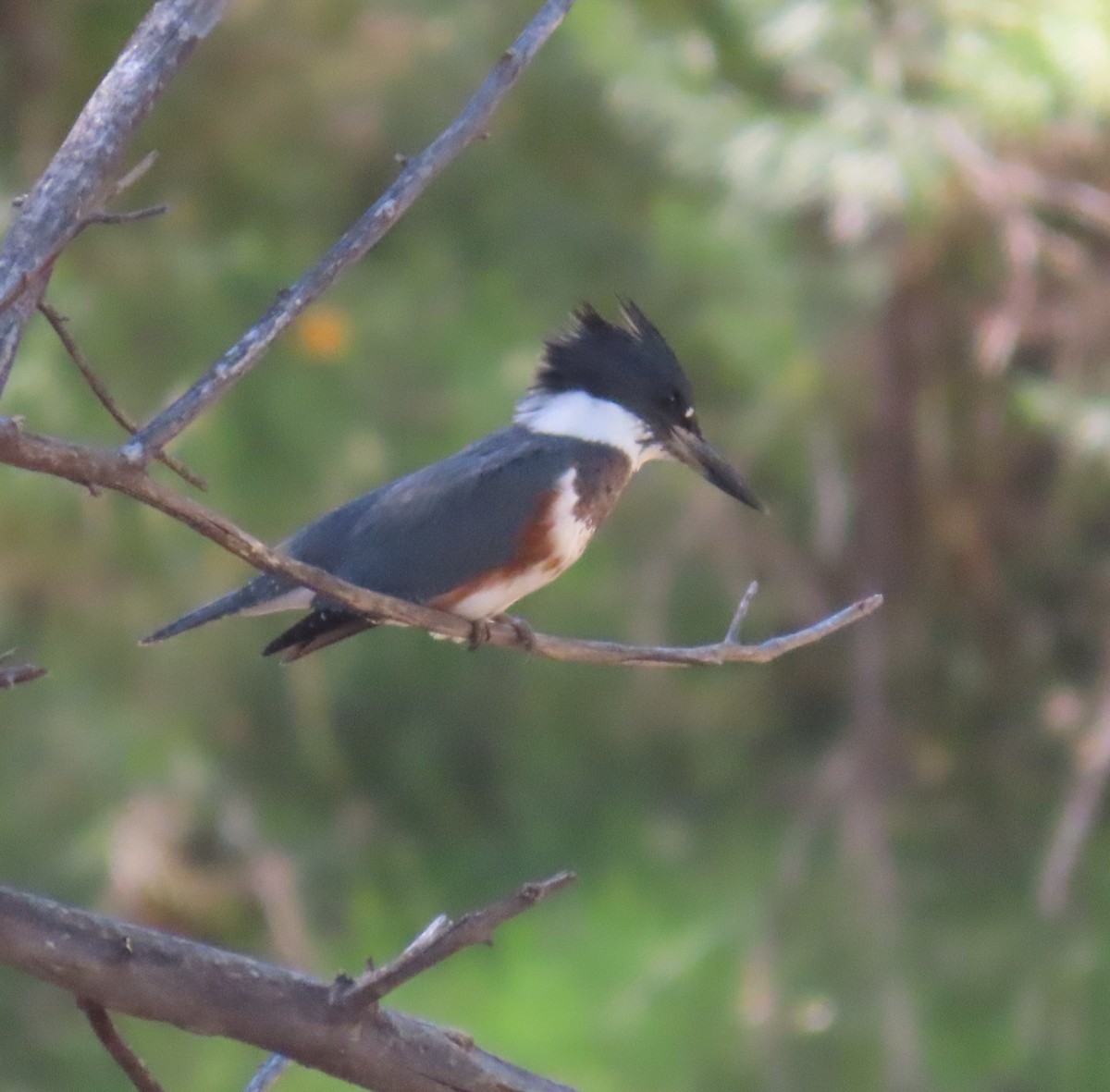 Belted Kingfisher - ML609388276