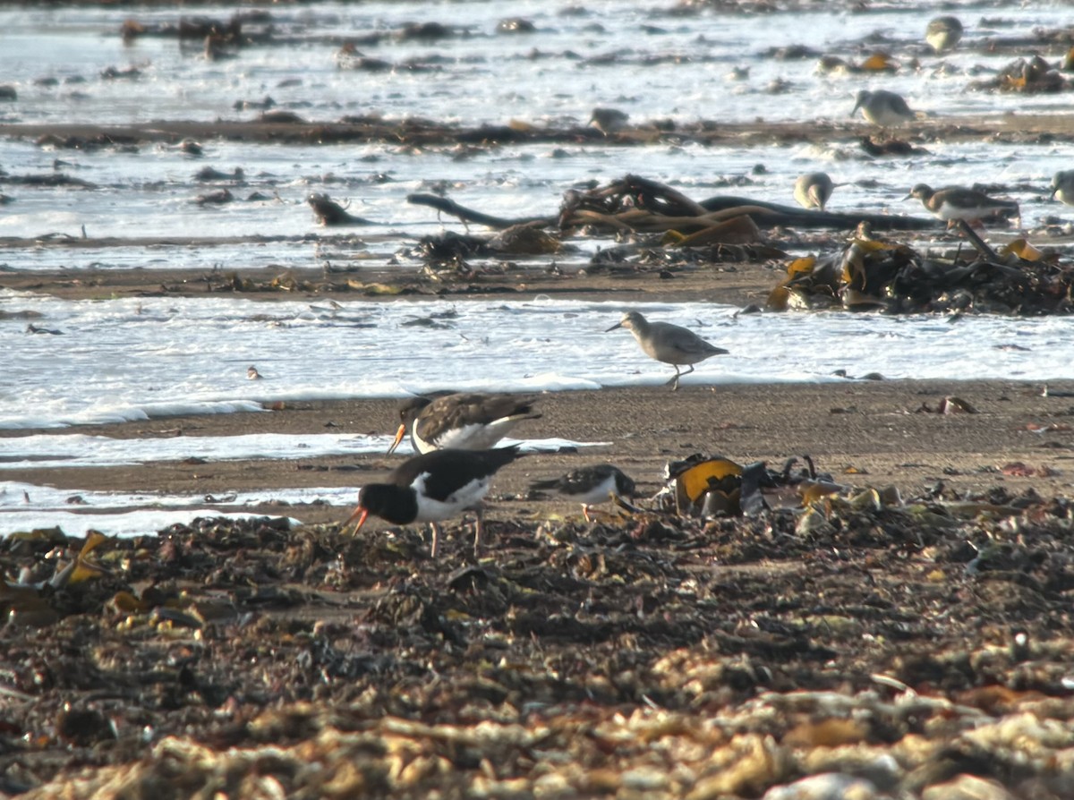 Red Knot - ML609388315