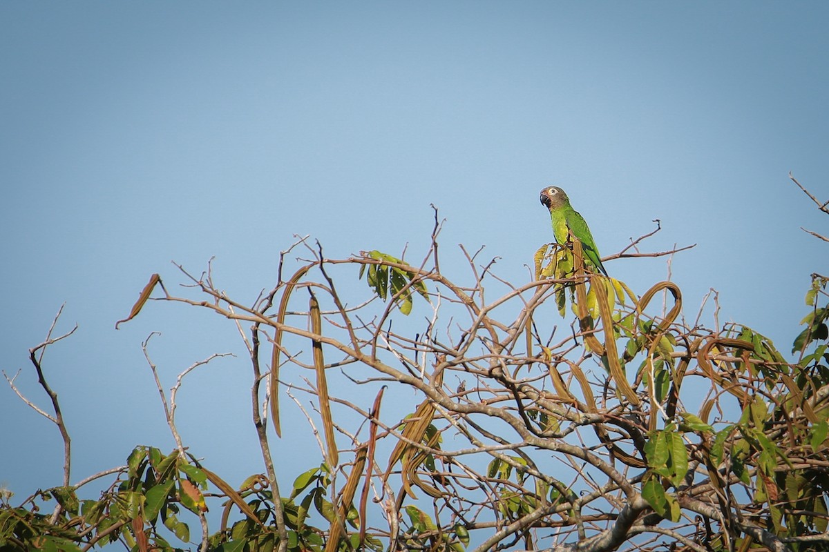 aratinga tmavohlavý - ML609388428