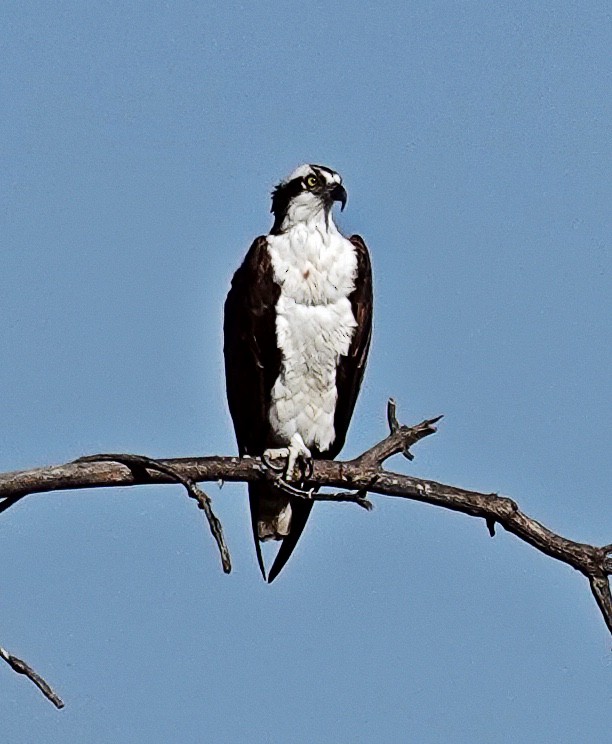 Osprey - Jim Ward