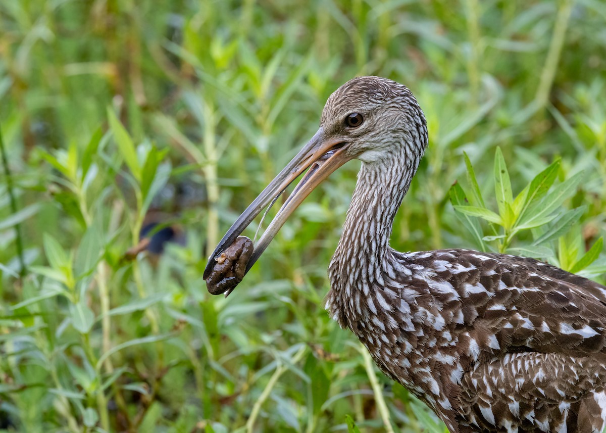 Limpkin - ML609388542