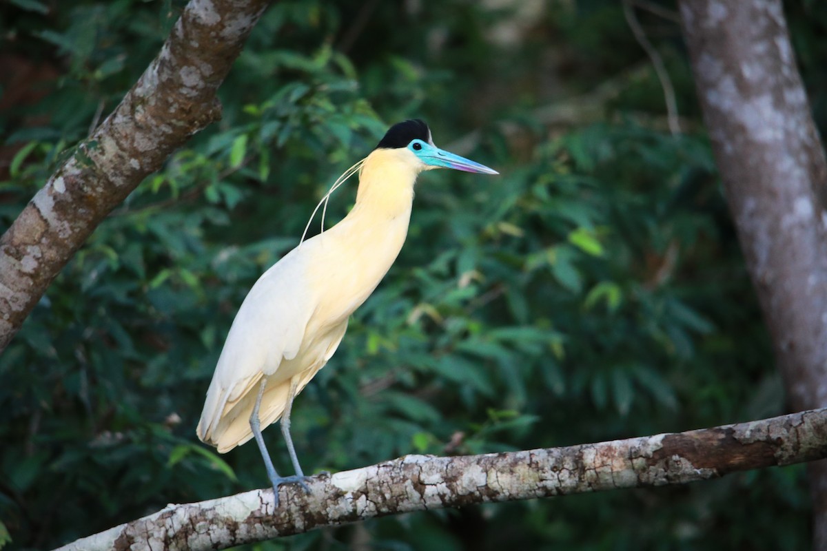 Capped Heron - ML609388690