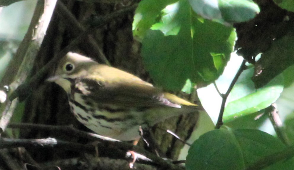 Ovenbird - ML609388719