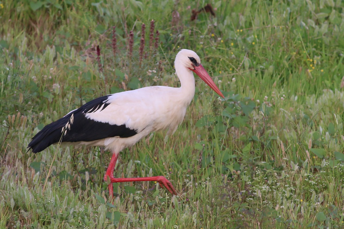 White Stork - Jan Andersson