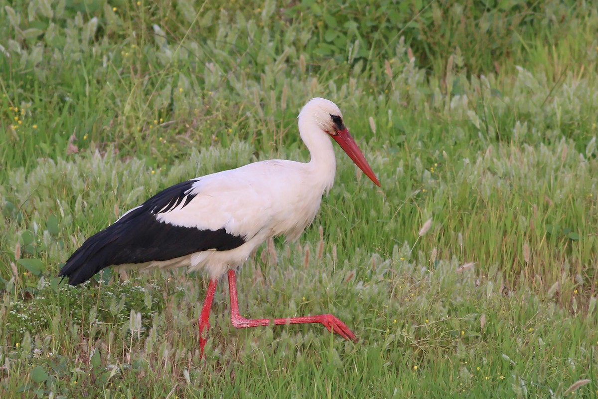 White Stork - Jan Andersson