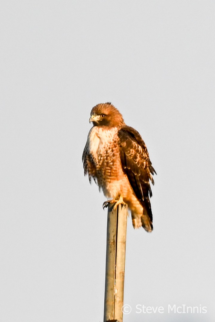 Red-tailed Hawk - Steve McInnis