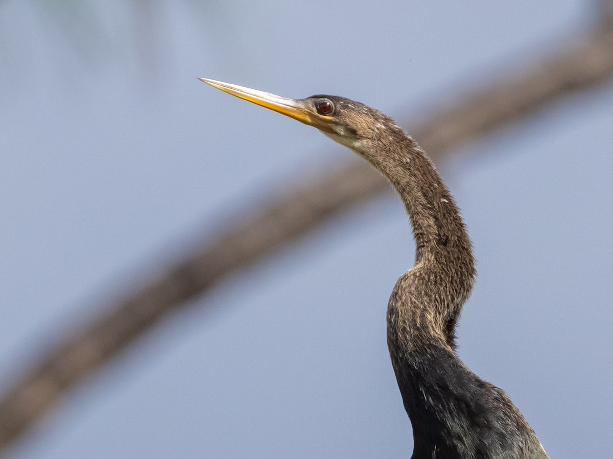 Anhinga d'Amérique - ML609388891