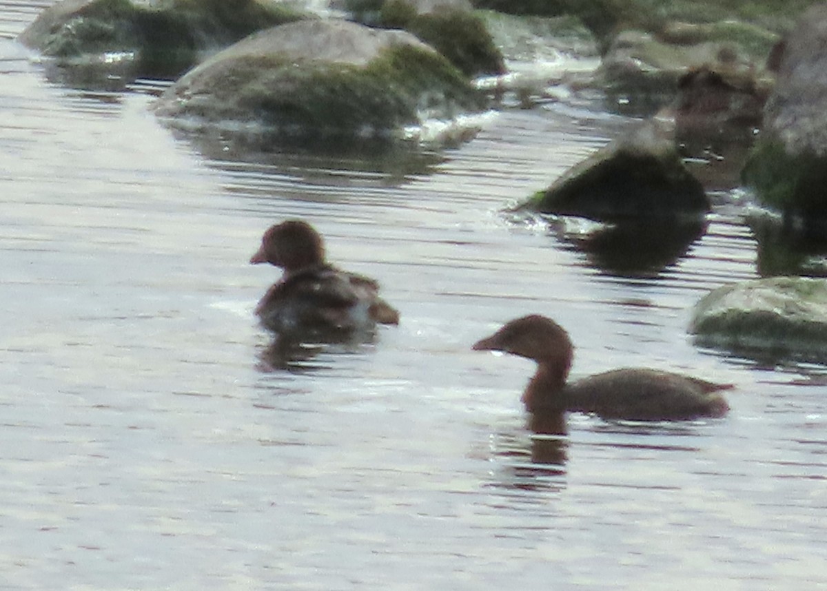 Pied-billed Grebe - ML609388904