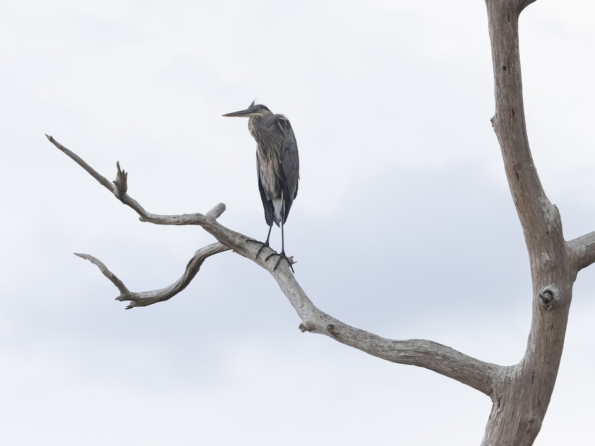 Great Blue Heron - ML609388927