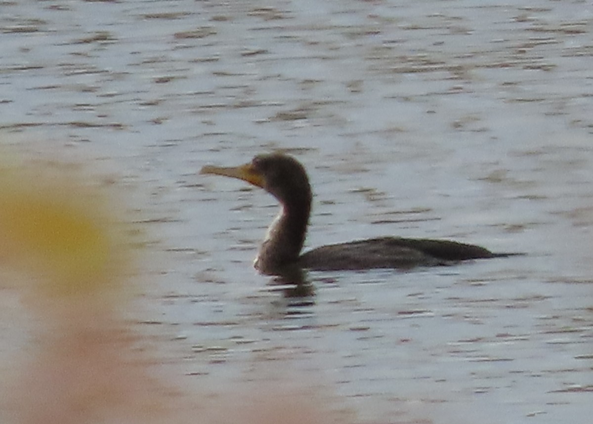 Double-crested Cormorant - ML609388933