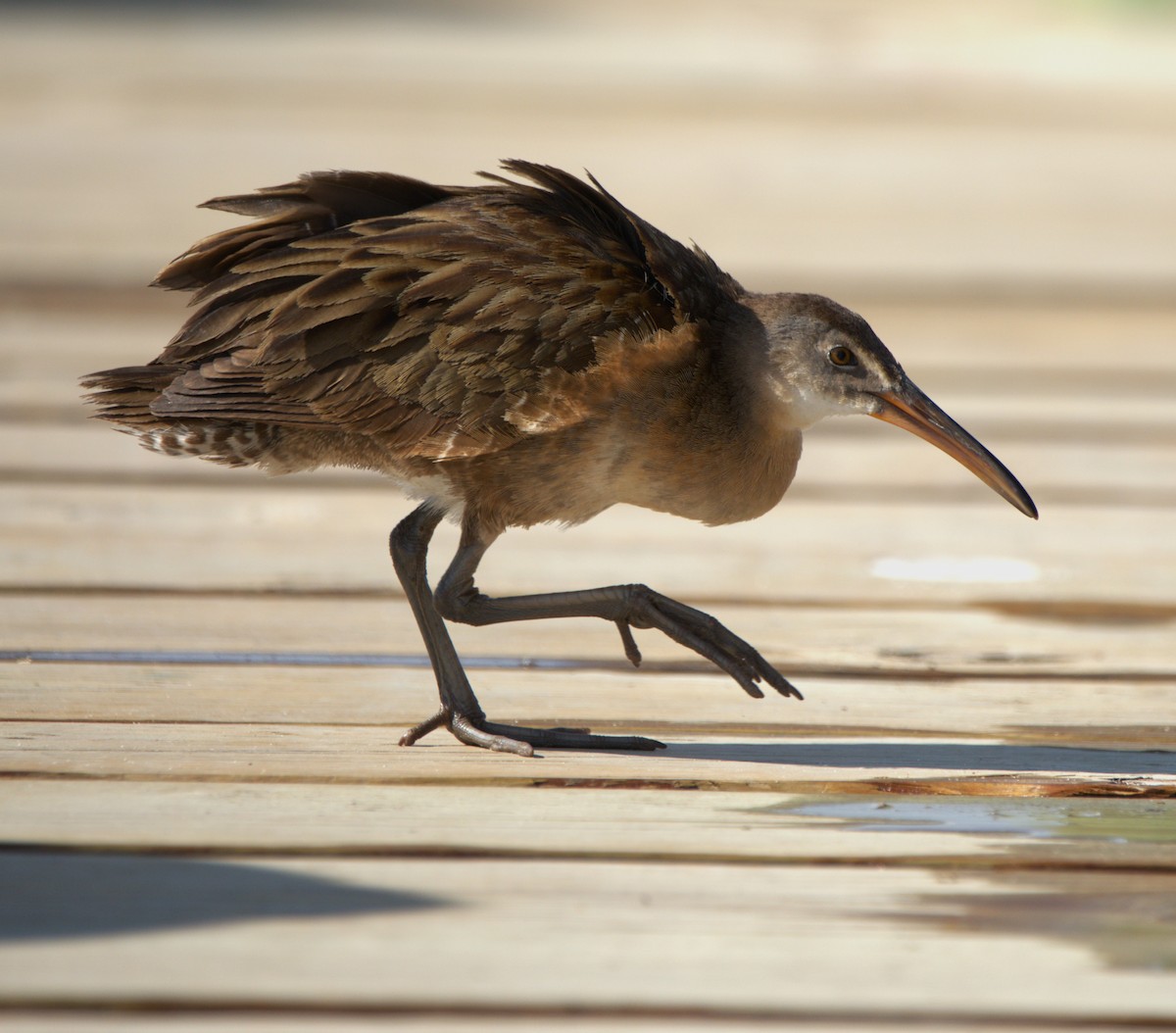 Clapper Rail - ML609388938