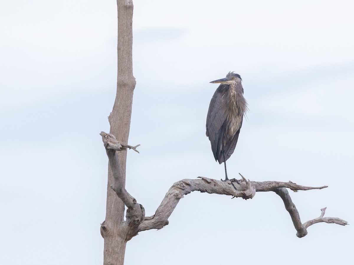 Great Blue Heron - Angus Wilson