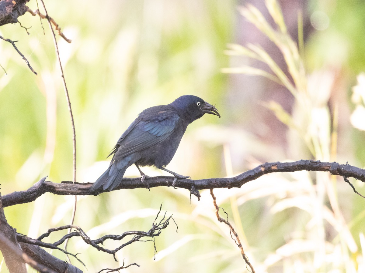 Common Grackle (Florida/Purple) - ML609389125