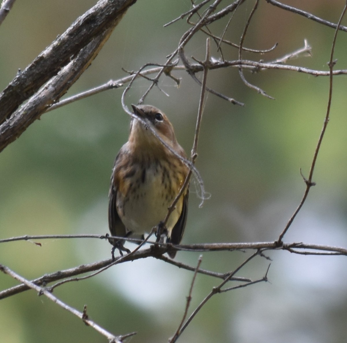 Yellow-rumped Warbler (Myrtle) - ML609389200
