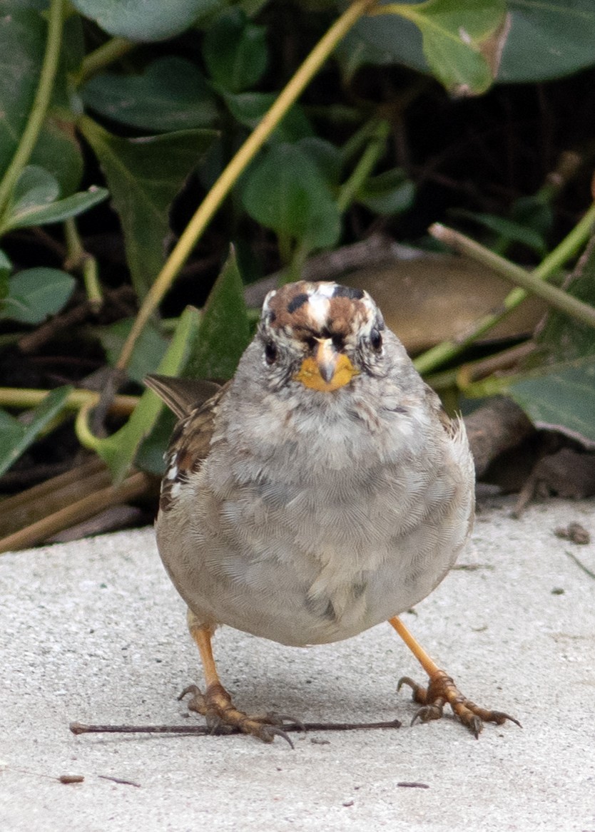 White-crowned Sparrow - ML609389241