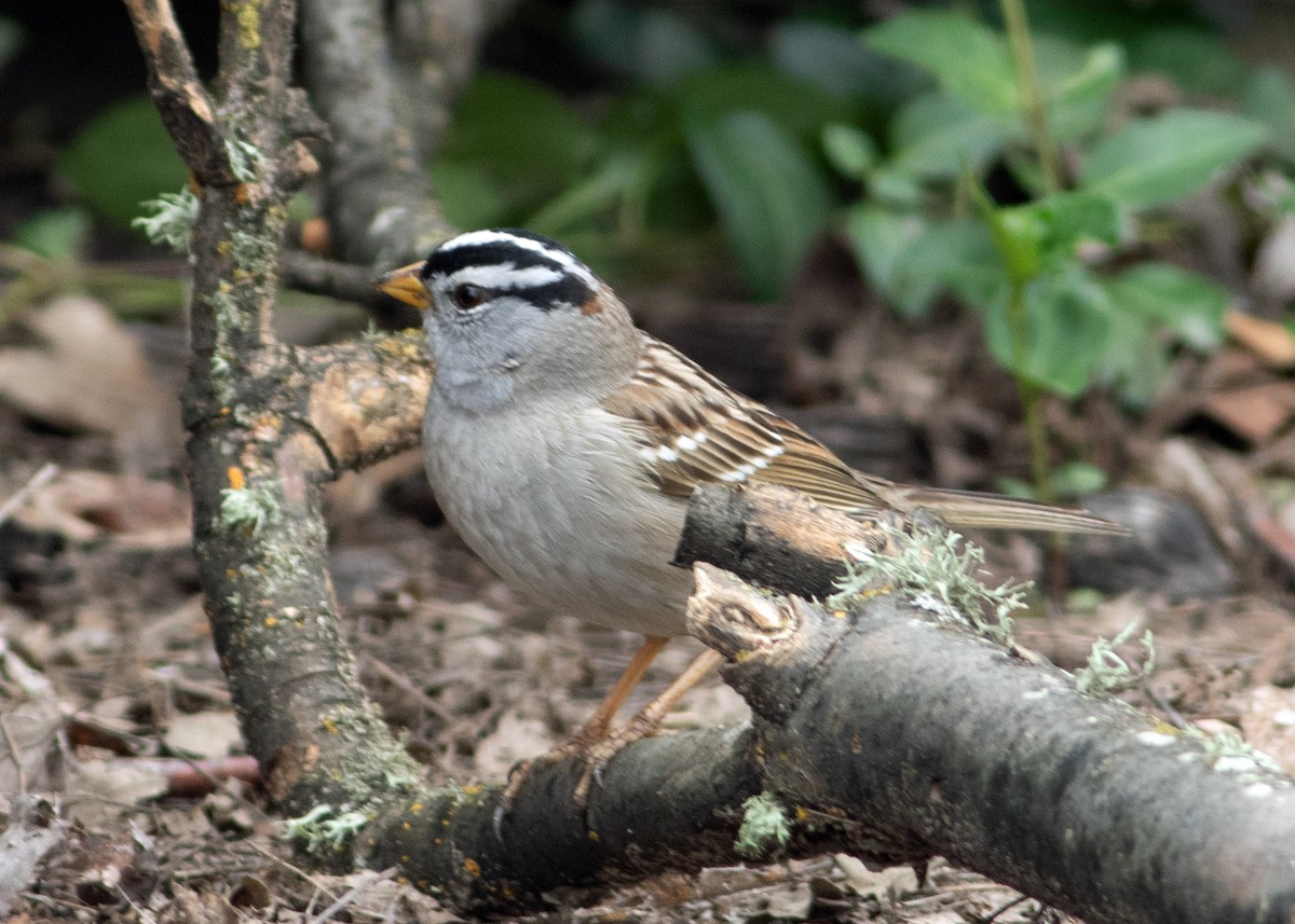 White-crowned Sparrow - ML609389242