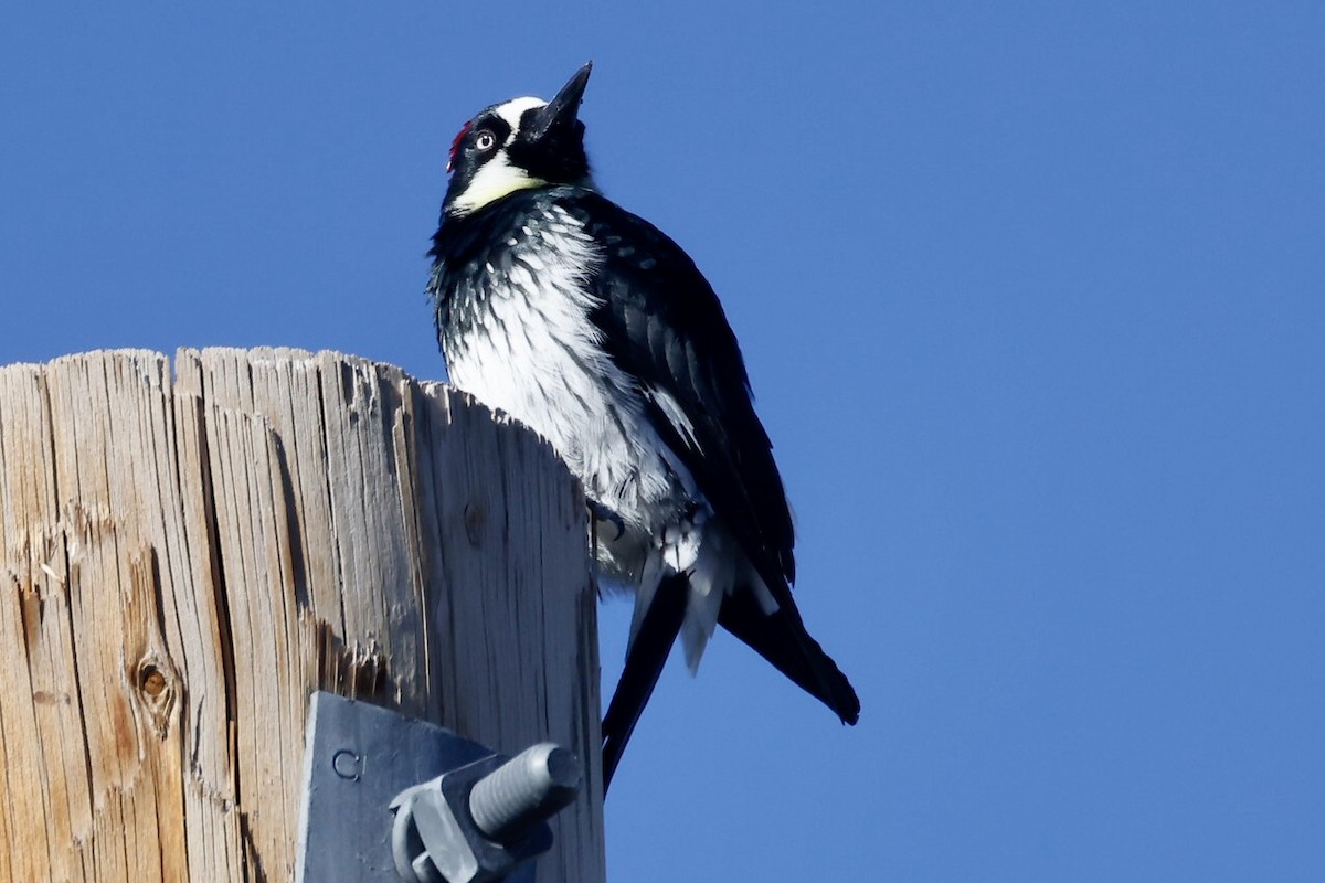 Acorn Woodpecker - Bill Frey