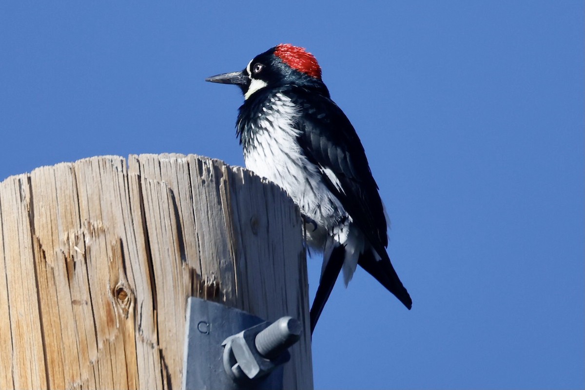 Acorn Woodpecker - Bill Frey