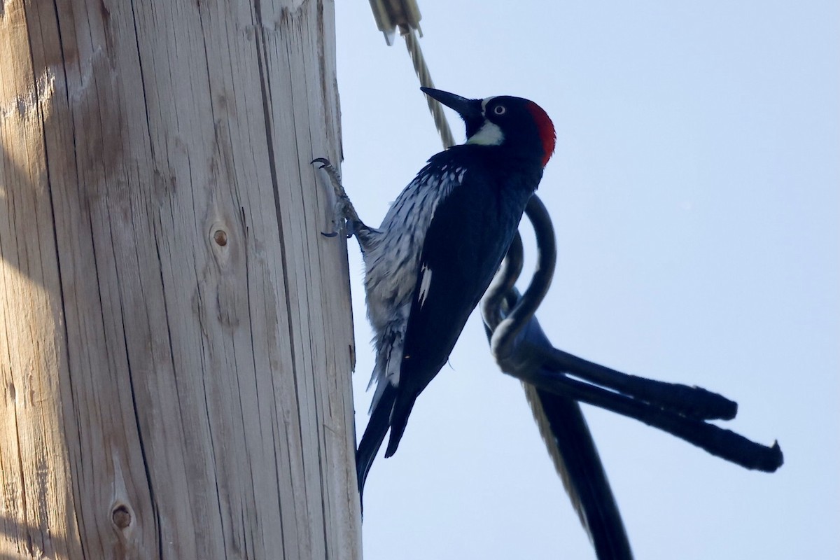 Acorn Woodpecker - Bill Frey