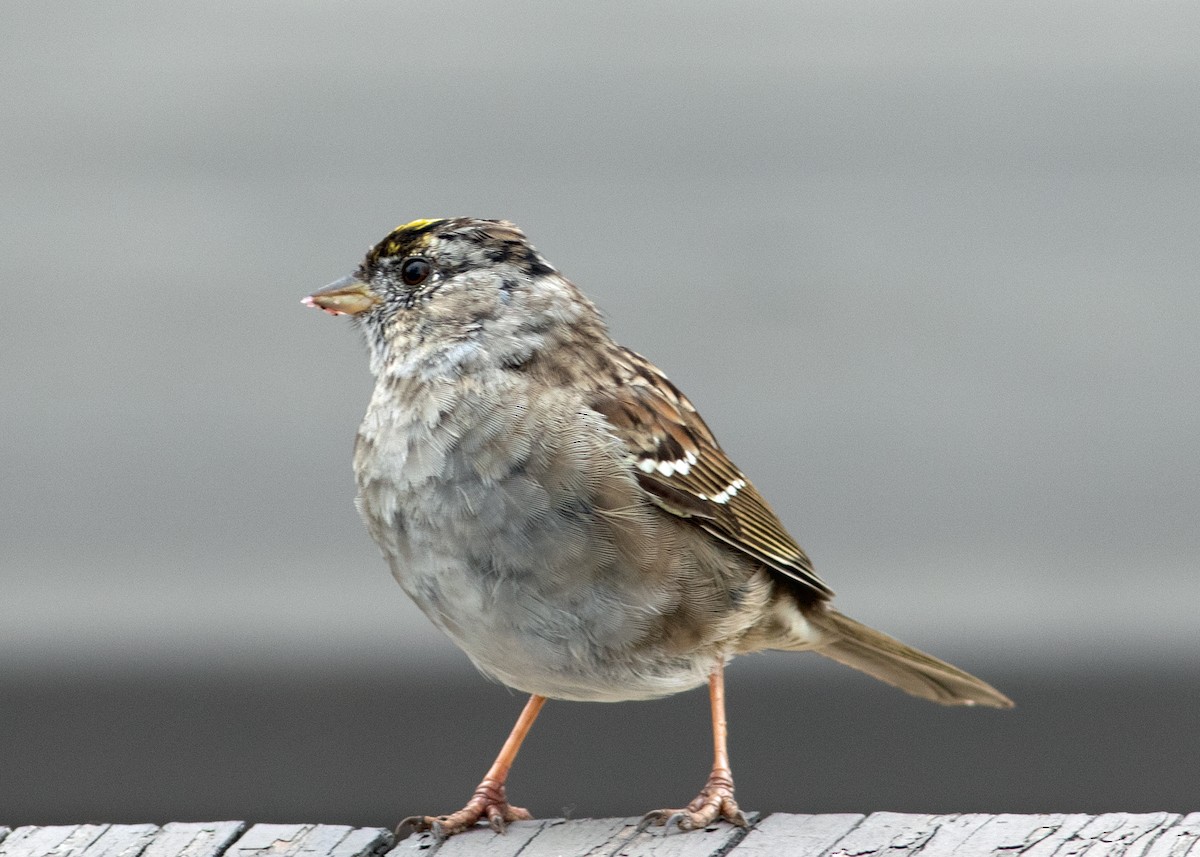 Golden-crowned Sparrow - Tim Harrop
