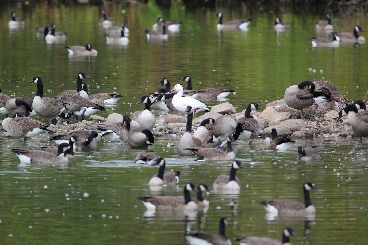 Snow Goose - Pam Inzinna
