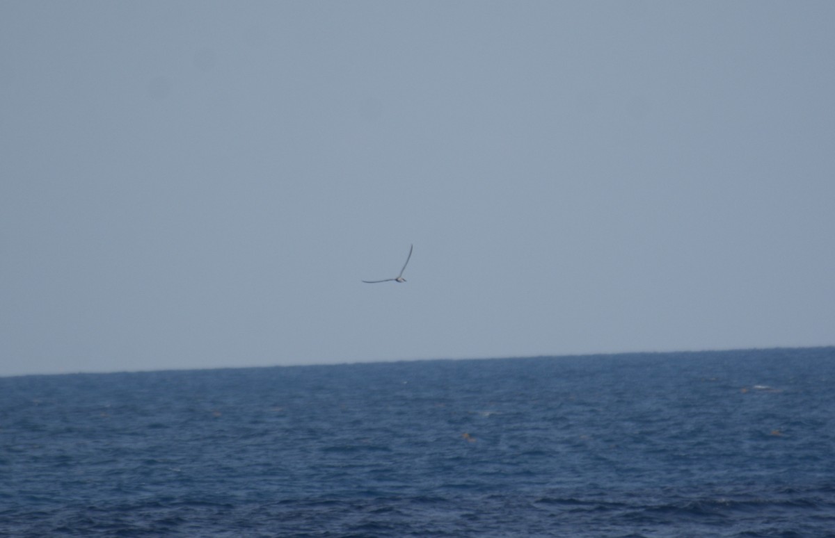 Black-capped Petrel - ML609389476