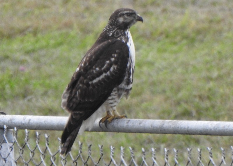 Red-tailed Hawk - ML609389607