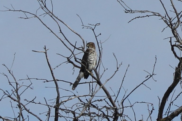 Cooper's Hawk - ML609389718