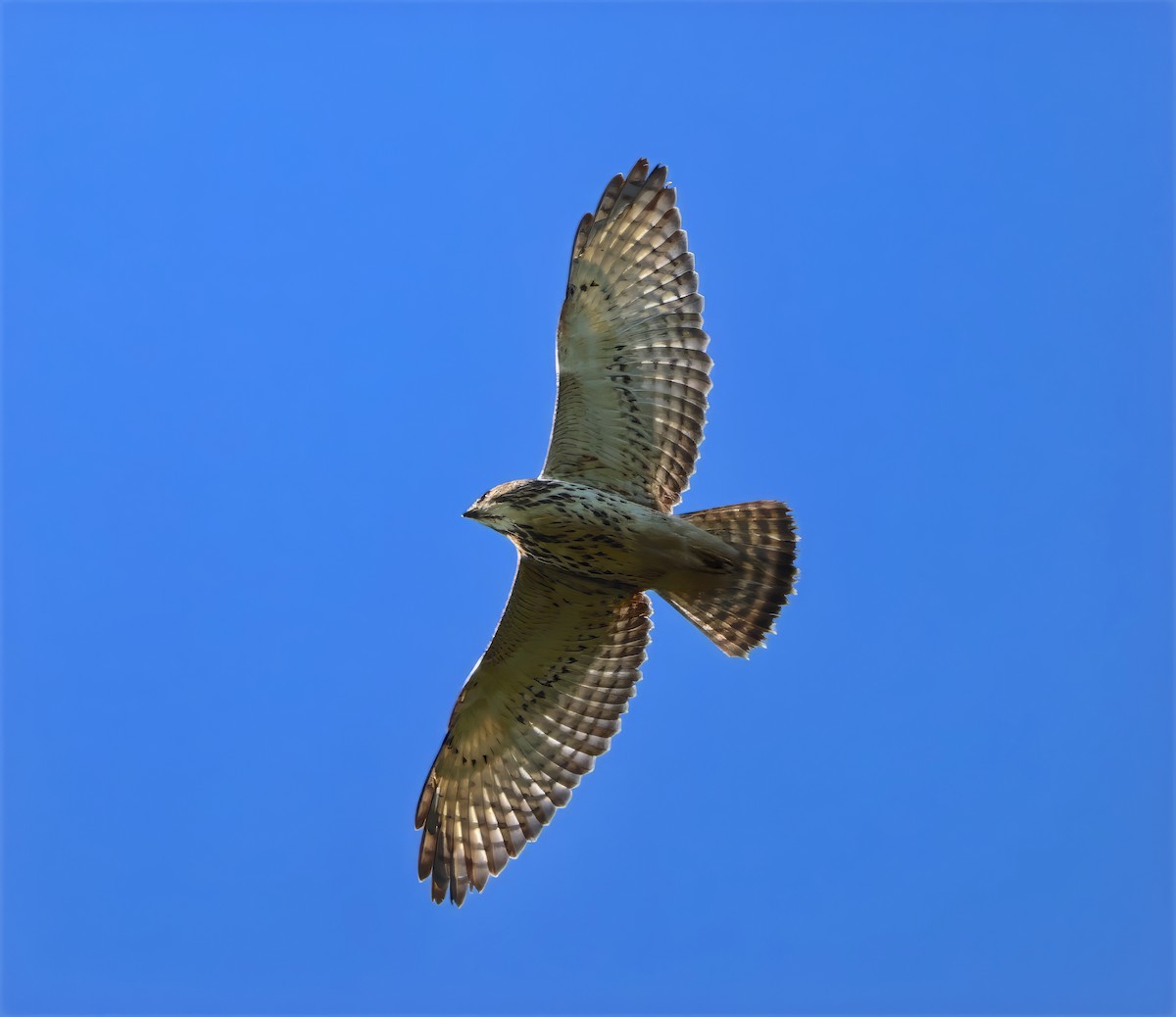 Broad-winged Hawk - ML609389749