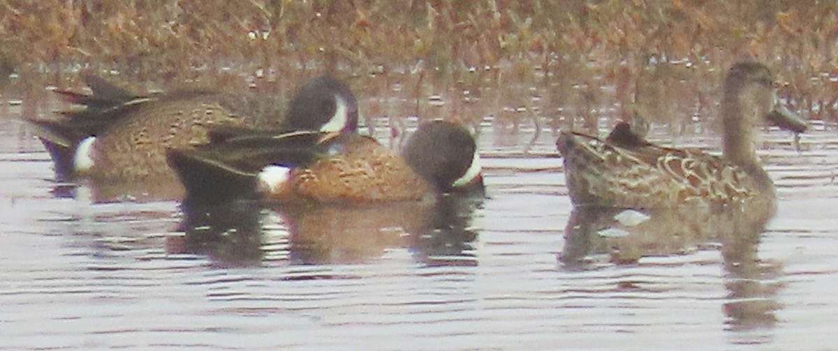 Blue-winged Teal - ML609389753